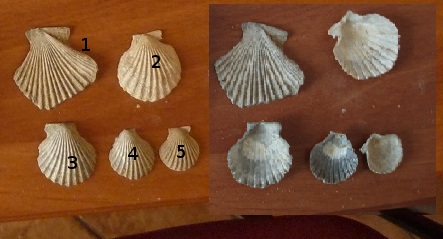 Aequipecten opercularis ?